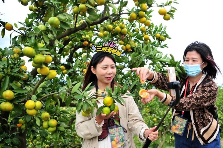 数字|“数商兴农”首现中央一号文件释放四层含义