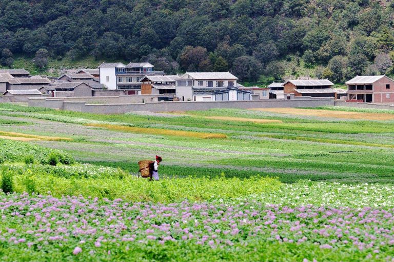 产业|以农业全产业链扎实推动乡村振兴